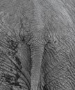 Elephant Tail Close-up Shot At The Kruger National Park, South Africa