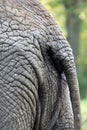 Elephant Tail