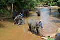 Elephant take a Bathe