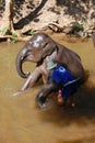 Elephant Take Shower