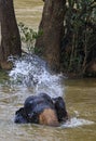 Elephant taking bath