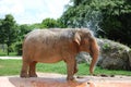 Elephant Taking a Bath