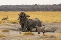 Elephant Taking Bath in a Mud Hole with Oryx Royalty Free Stock Photo