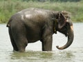 Elephant taking bath