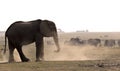 Elephant taking a dustbath Royalty Free Stock Photo