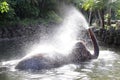 An elephant is taking a morning shower. Royalty Free Stock Photo