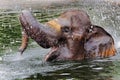 An elephant is taking a morning shower. Royalty Free Stock Photo