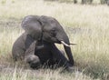 Elephant Taking a Mud Bath Royalty Free Stock Photo