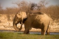 Elephant taking mud bath Royalty Free Stock Photo