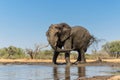 Elephant taking a mud bath Royalty Free Stock Photo