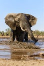 Elephant taking a mud bath Royalty Free Stock Photo