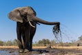 Elephant taking a mud bath Royalty Free Stock Photo