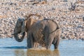 Elephant taking a mud bath in a waterhole Royalty Free Stock Photo