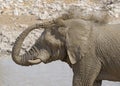 Elephant taking a mud bath at a waterhole.