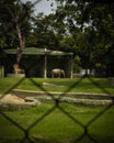 An elephant taking rest in the zoo Royalty Free Stock Photo