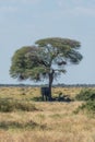 Elephant taking shelter from sun under acacia