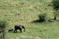 Elephant. Tanzania, Africa Royalty Free Stock Photo