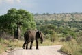 Elephant. Tanzania, Africa Royalty Free Stock Photo