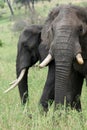 Elephant. Tanzania, Africa Royalty Free Stock Photo