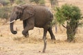 Elephant in Tarangire National Park Royalty Free Stock Photo