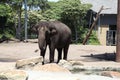 An elephant in Taronga Zoo Australia