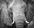 Elephant teeth and mouth close-up with detail artistic conversion