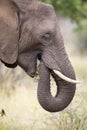 Elephant teeth and mouth close-up with detail artistic conversion