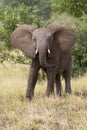 Elephant teeth and mouth close-up with detail artistic conversion