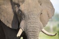 Elephant teeth and mouth close-up with detail