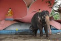Elephant on the territory of the Kande Viharaya Temple in, Sri Lanka