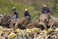 Elephant thai day
