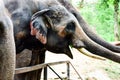 Elephant, thai, Royalty Free Stock Photo