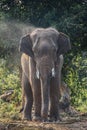 Elephant thai Royalty Free Stock Photo