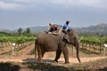 Elephant thai