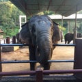Elephant Thailand