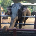 Elephant Thailand Royalty Free Stock Photo