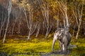 Elephant in Thailand Royalty Free Stock Photo