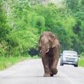 Elephant Thailand