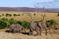 Elephant with three babies