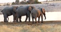 Elephant threesome