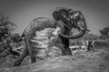 Mono African elephant giving itself dust bath Royalty Free Stock Photo