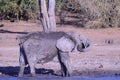 Elephant throwing mud on itself