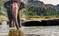 Temple Elephant About to Take a River Bath