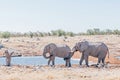 Elephant touching the genitals of another elephant with its trunk