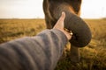 Elephant touching my hand