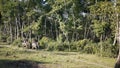 the elephant tour in Chitwan Royalty Free Stock Photo