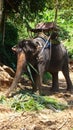 Elephant for tourists in Thailand