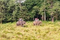 Elephant tours in Chitwan National Park, Nepal Royalty Free Stock Photo