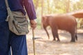 Elephant trainer or Mahout with Bull Hook Ankus for control order wild elephant keep protect from elephant hunter for tusks