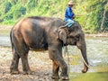 Elephant trainer at the elephant sanctuary.